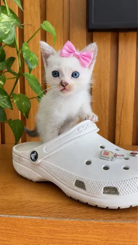 Adoção de duas filhotes de gata siamesa