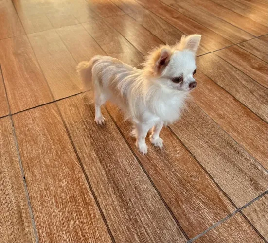 Chihuahua pelo longo