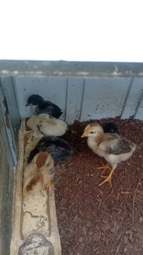 Pintinhos de codornas e galinhas disponíveis