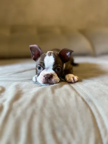 Filhote de Boston Terrier RED com pedigree