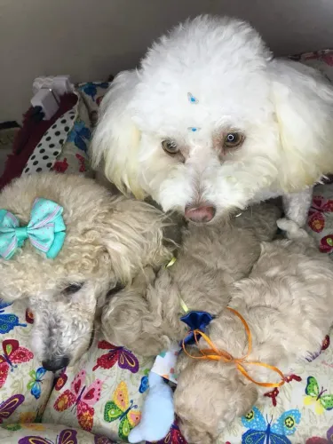 Poodle micro toy
