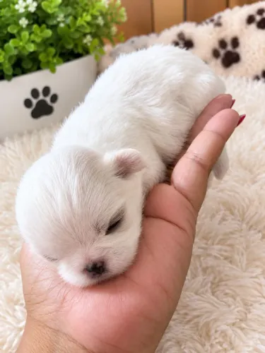 Shihtzu fêmea mini 