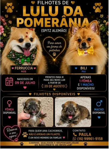 Filhotes Lulu da Pomerânia