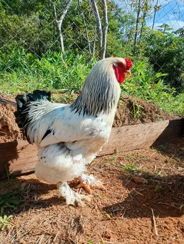 Pintinhos Brahma light