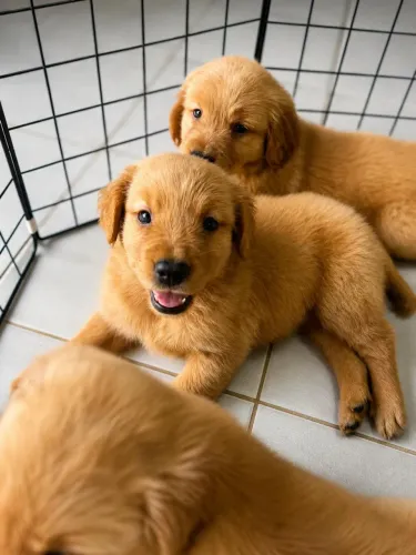 Filhote de Golden Retrivier