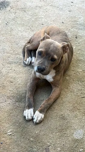 Doa se filhote de Pit bull