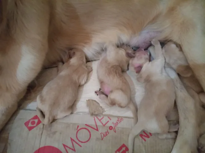 Estou vendendo filhotes de Golden retriever macho e fêmea