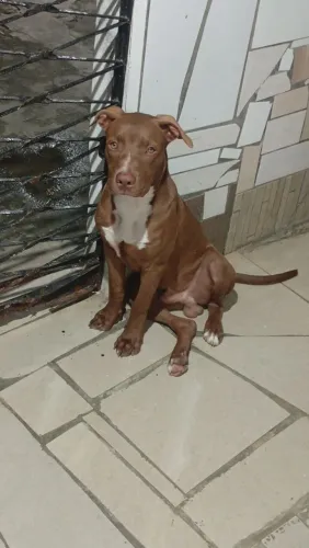 Doação de filhote macho da raça Pitbull.