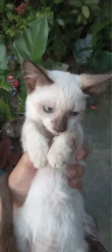 Gatinhos de 2 meses e 15 dias para adoção responsável 