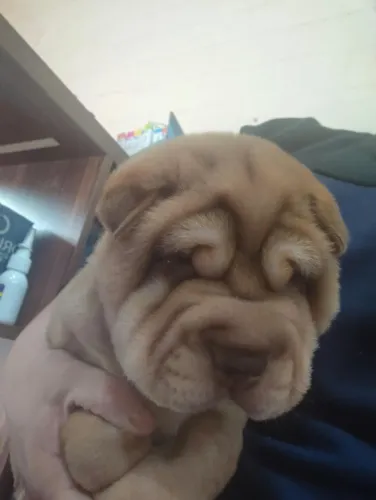 Vendo filhotes de sharpei