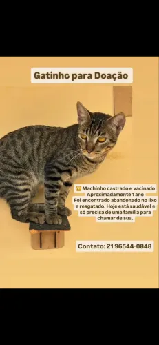 Gato para adoção