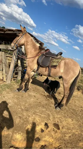 Vendo ou troco burro 