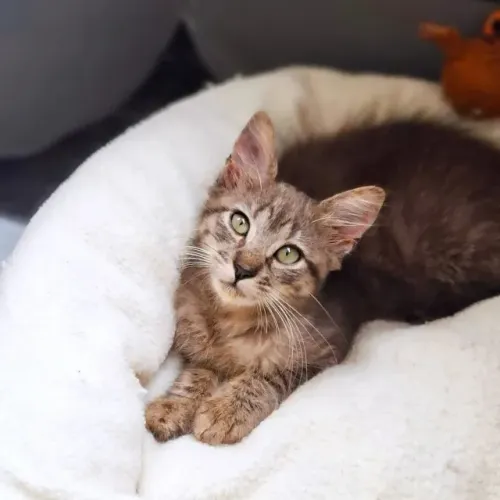 Gatinha de 3 meses para adoção