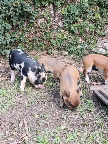 Míni pig