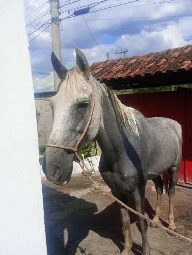 Cavalo castrado 