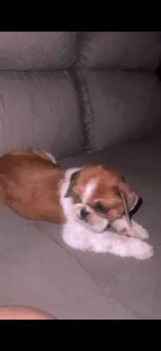 Shitzu micro macho 4 meses 