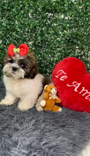Shih tzu femea vacinada canil legalizado