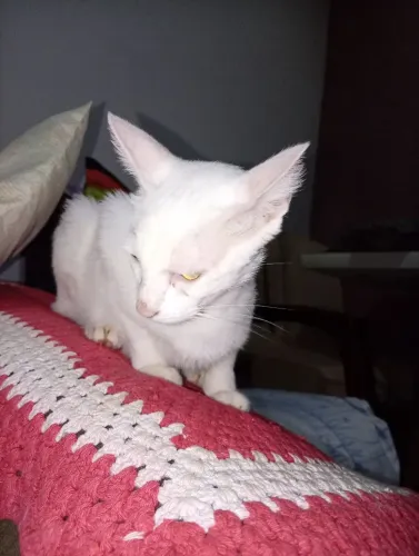 Gata