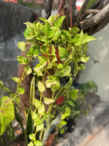 Vendo planta comigo ninguém pode