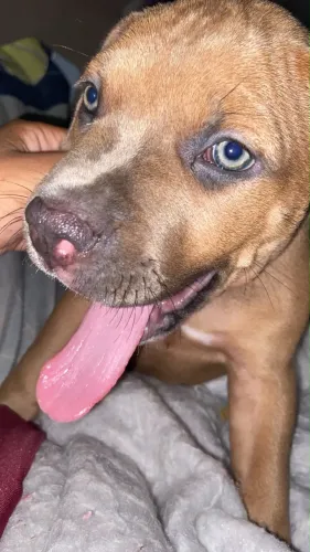 Vendo Pit Monster Filhote Fêmea Uma Linda Filhote Com Apenas 1 Mês & 20 Dias