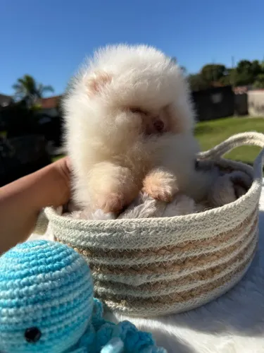 ? LULU DA POMERÂNIA ANÃO URSINHO | BABY FACE | EXÓTICO | PEDIGREE | MICROCHIP