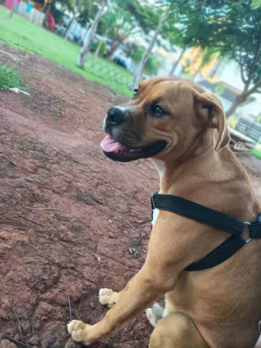 Vende-se casal de boxer
