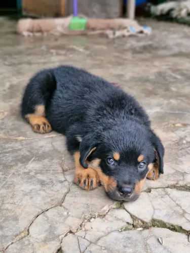 Vende-se Filhote de Rottweiler 