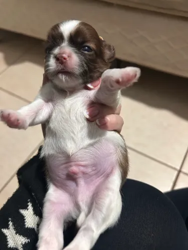 Shitzu Macho 