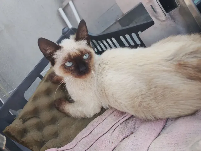 Vendo gato siamês filhote