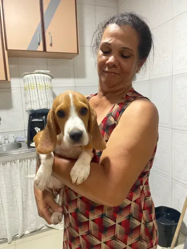 Beagle casal 4 meses
