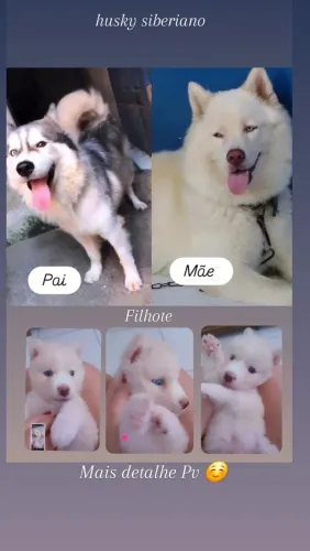Filhote de husky siberiano