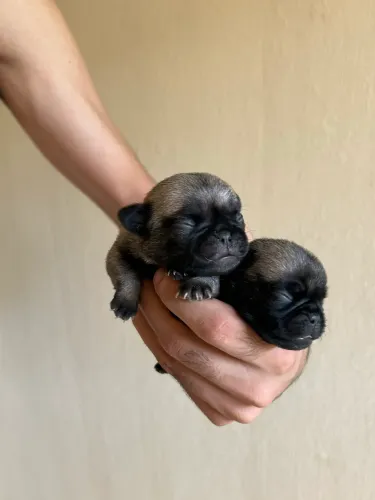 Filhotes de Pug Disponíveis Fêmeas