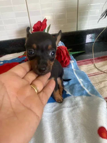 Pinscher Machinho
