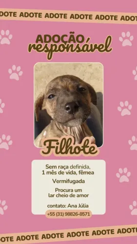 Doação filhote de cachorro 