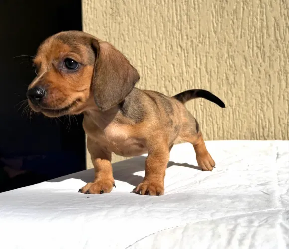 Dachshund Macho Arlequim Caramelo ( Pedigree )