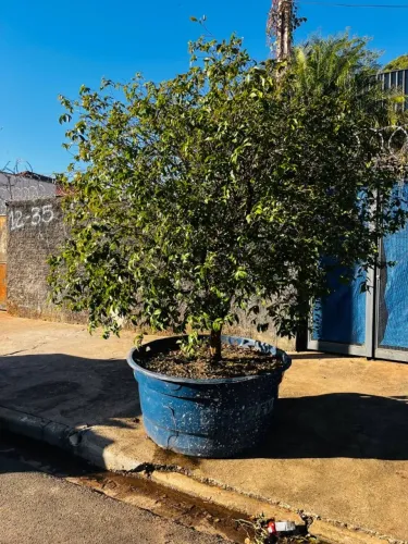 Jabuticabeira Sabará - 20 anos | Produz o ano todo