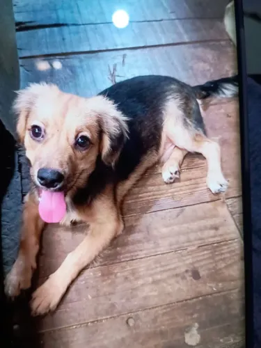 Doa-se Cãozinho porte pequeno