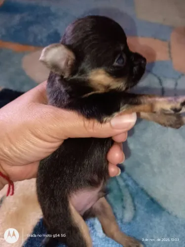 Chihuahua macho