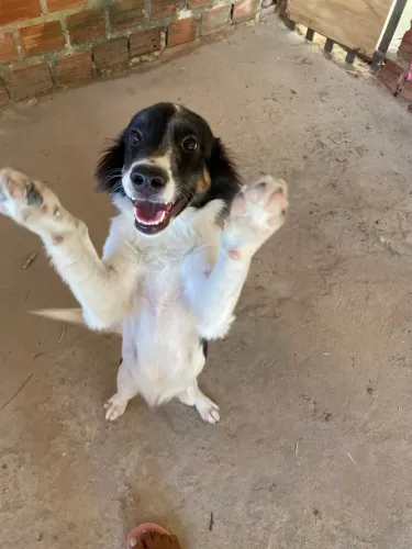 Cachorro boder culper