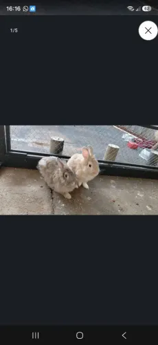 Coelho 