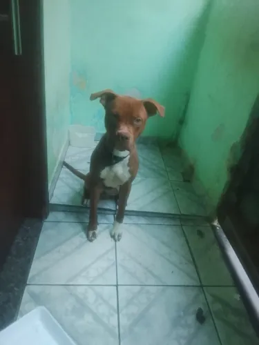 Cachorro pra doação