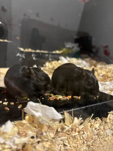 Venda de TERRÁRIO com Gerbils