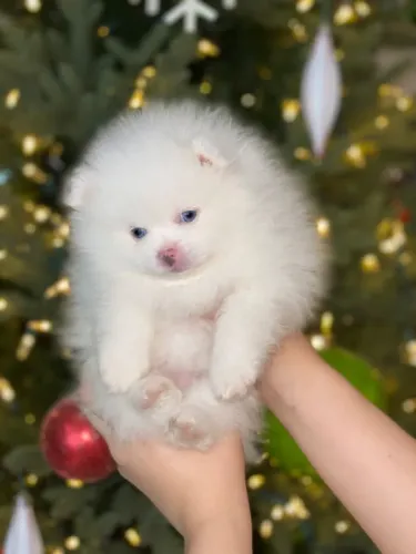 Spitz Que Torna A Casa Mais Animada