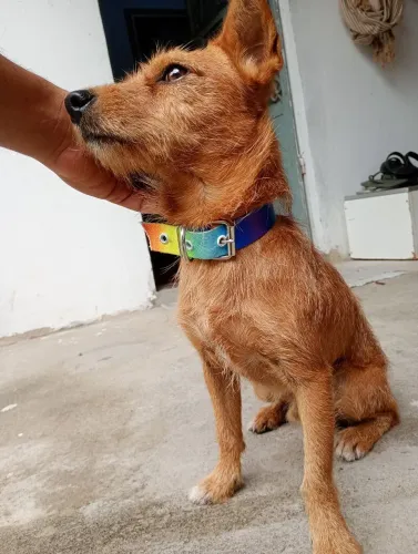 Doação do Lico. Misto porte pequeno