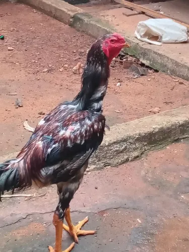 Frangos Índio Gigante Vendas