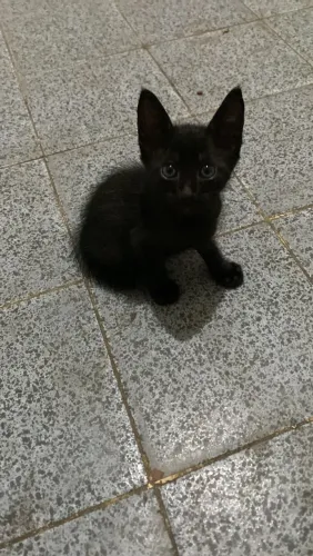 Gato macho doação