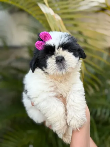 Shih tzu fêmea 