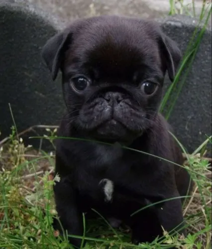Filhote Pug Fêmea Faça Sua Reserva