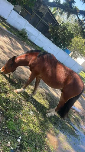Vende se cavalo