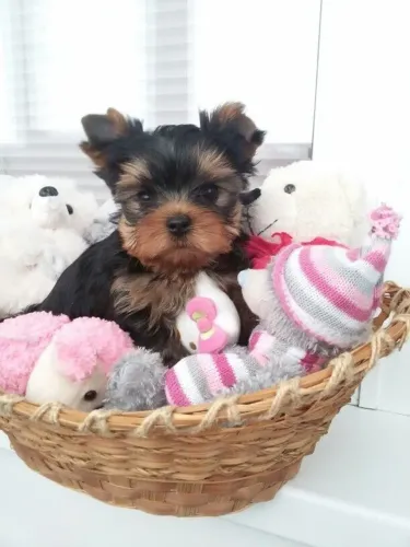 Yorkshire O pet ideal para trazer mais alegria à sua casa